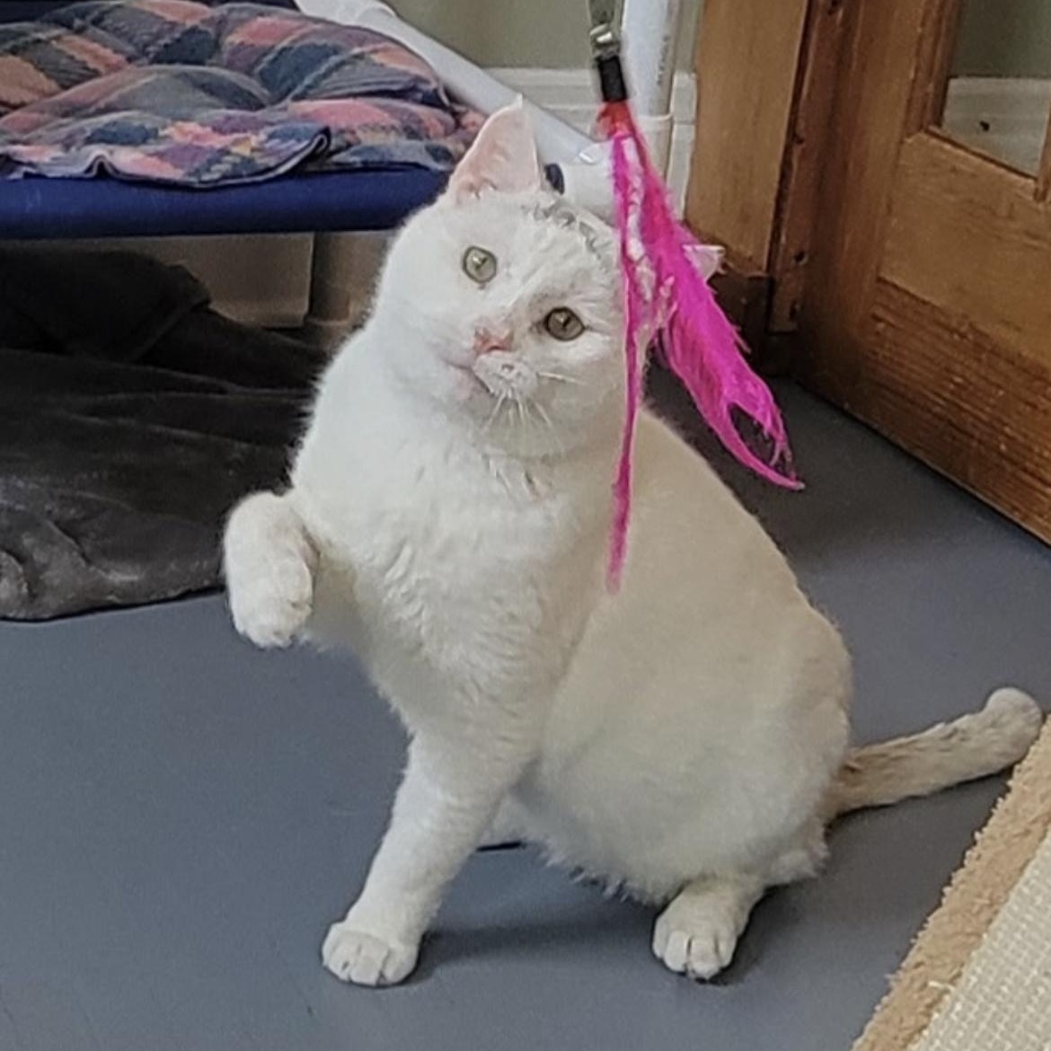 Snowman, Adoptable, Adult Male Domestic Short Hair.