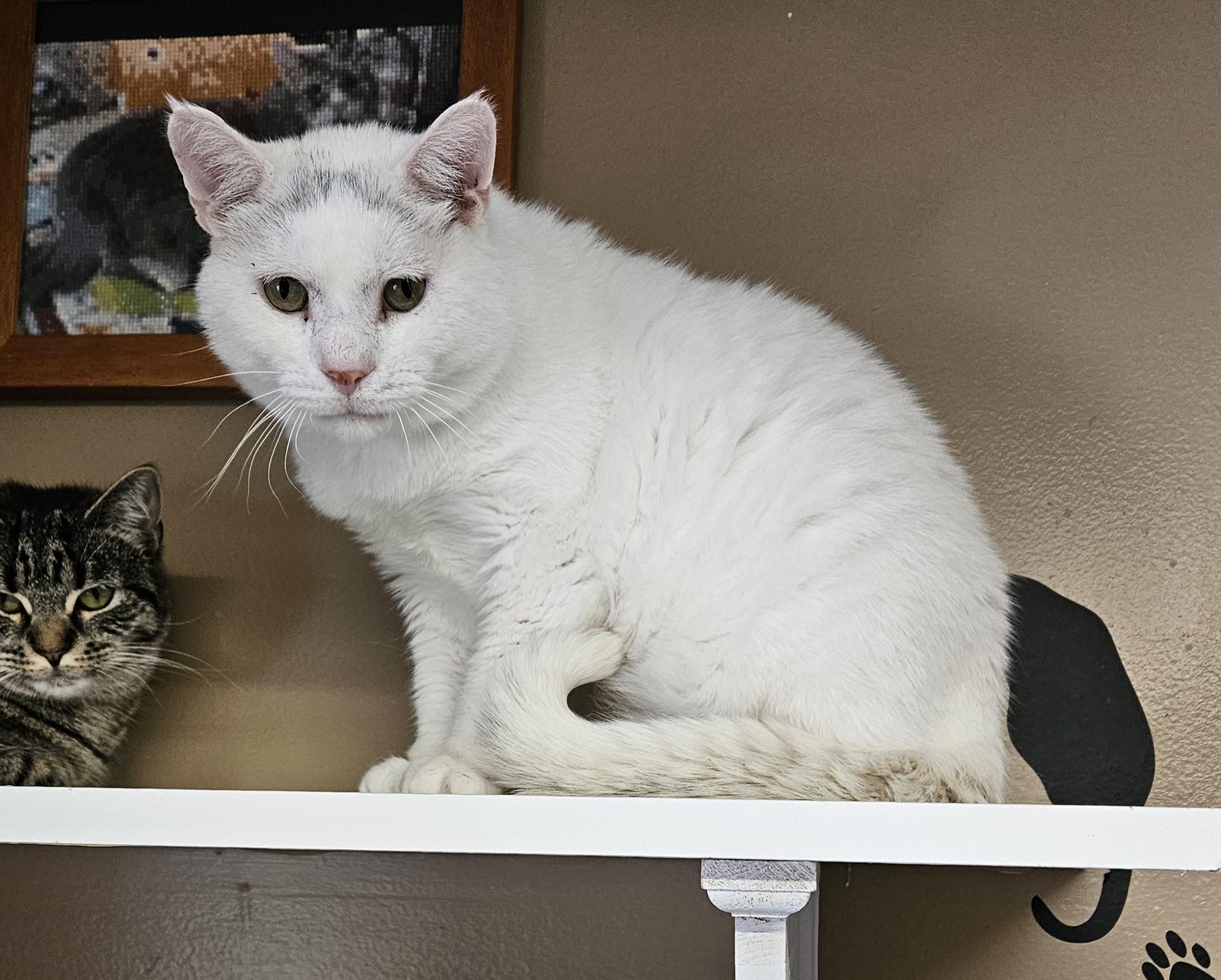 Enlarge Snowman, a Adoptable Domestic Short Hair in Brockport, NY image 4/6