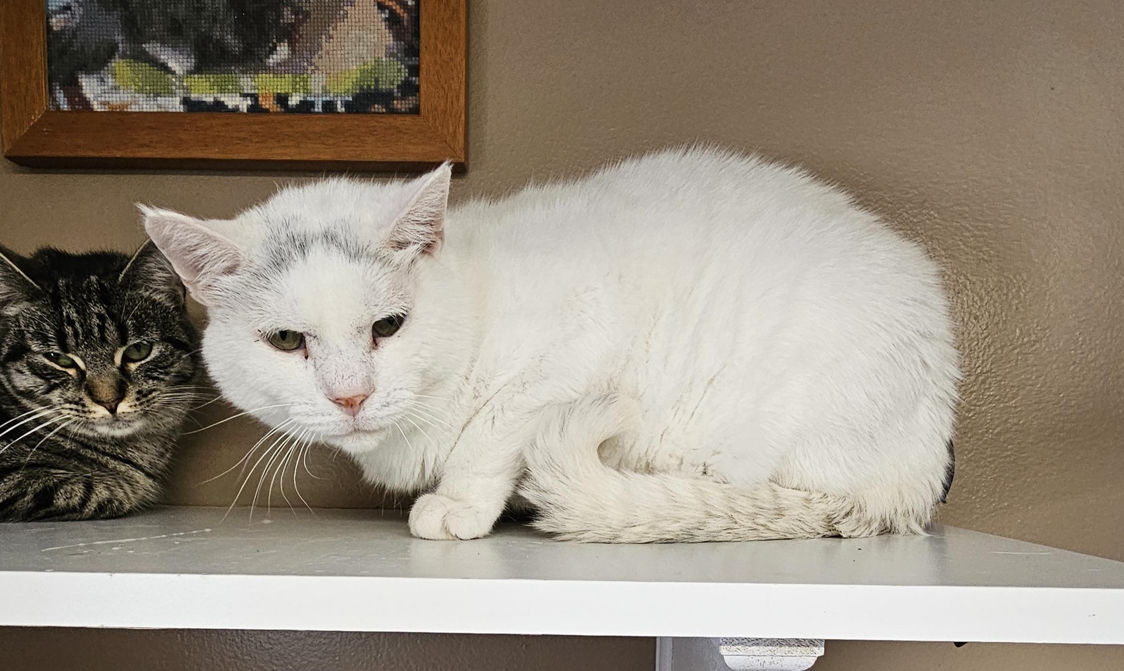 Enlarge Snowman, a Adoptable Domestic Short Hair in Brockport, NY image 5/6