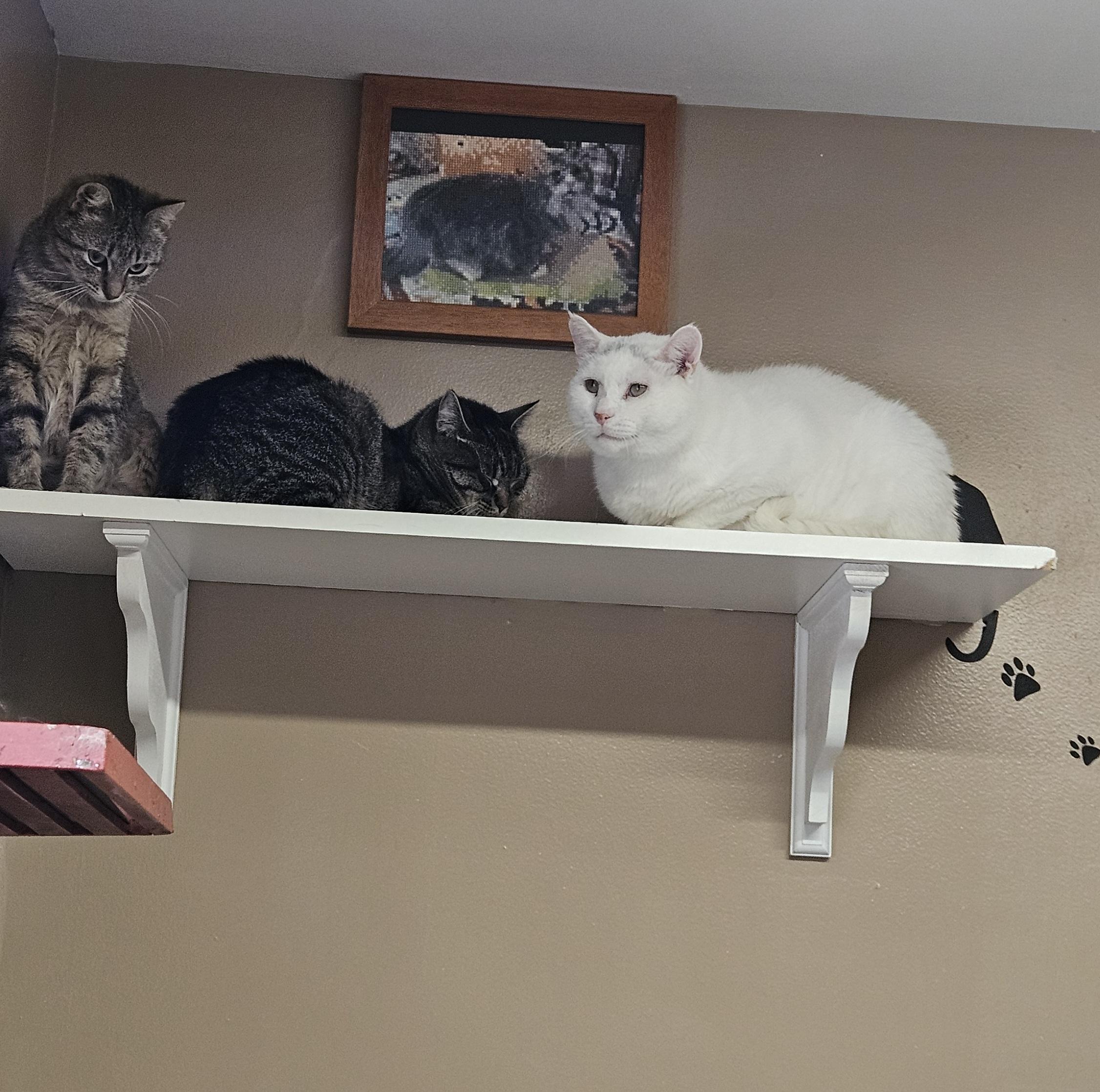 Enlarge Snowman, a Adoptable Domestic Short Hair in Brockport, NY image 2/6