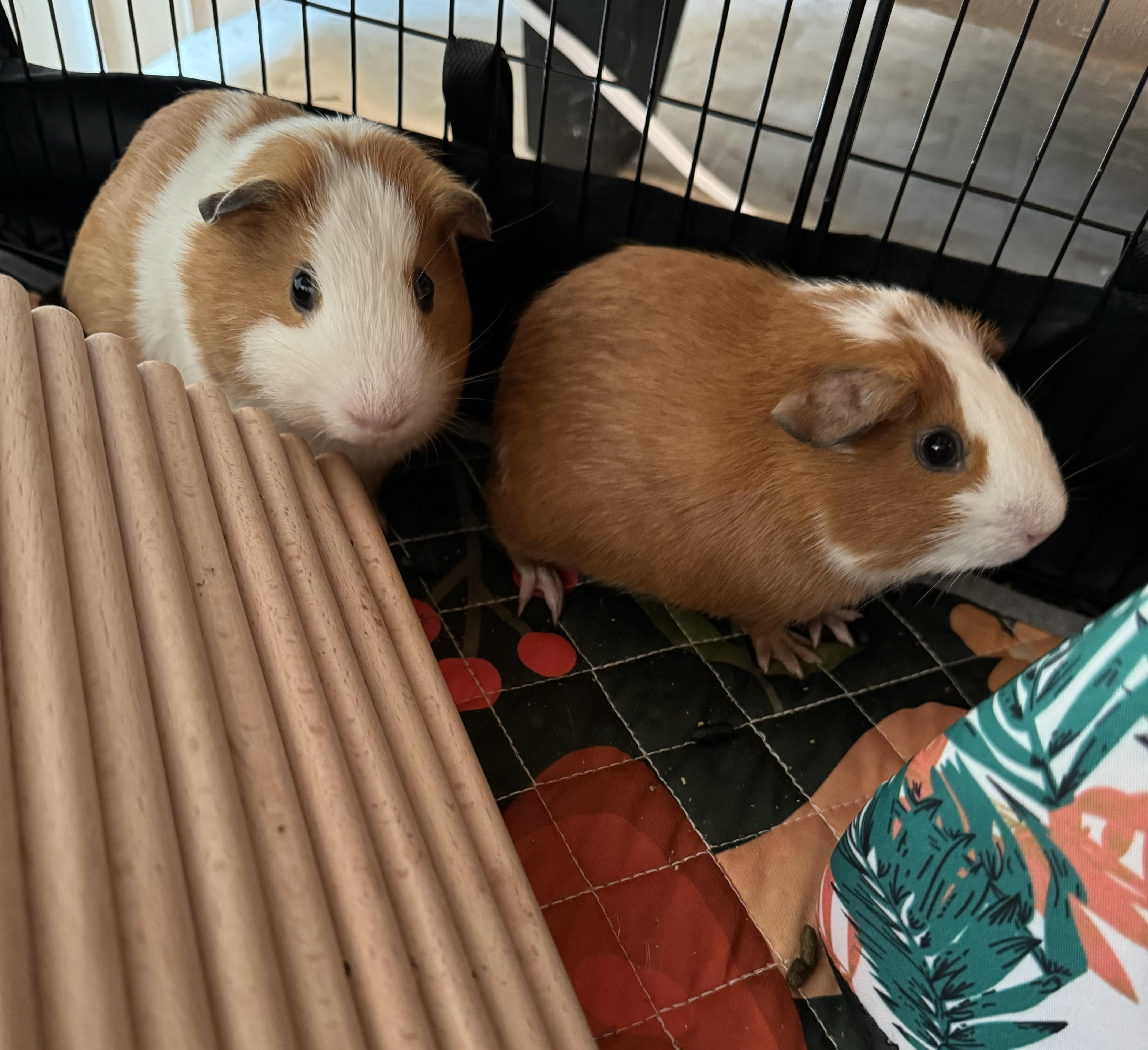 Snickers & Twix, Adoptable, Young Male Short-Haired.