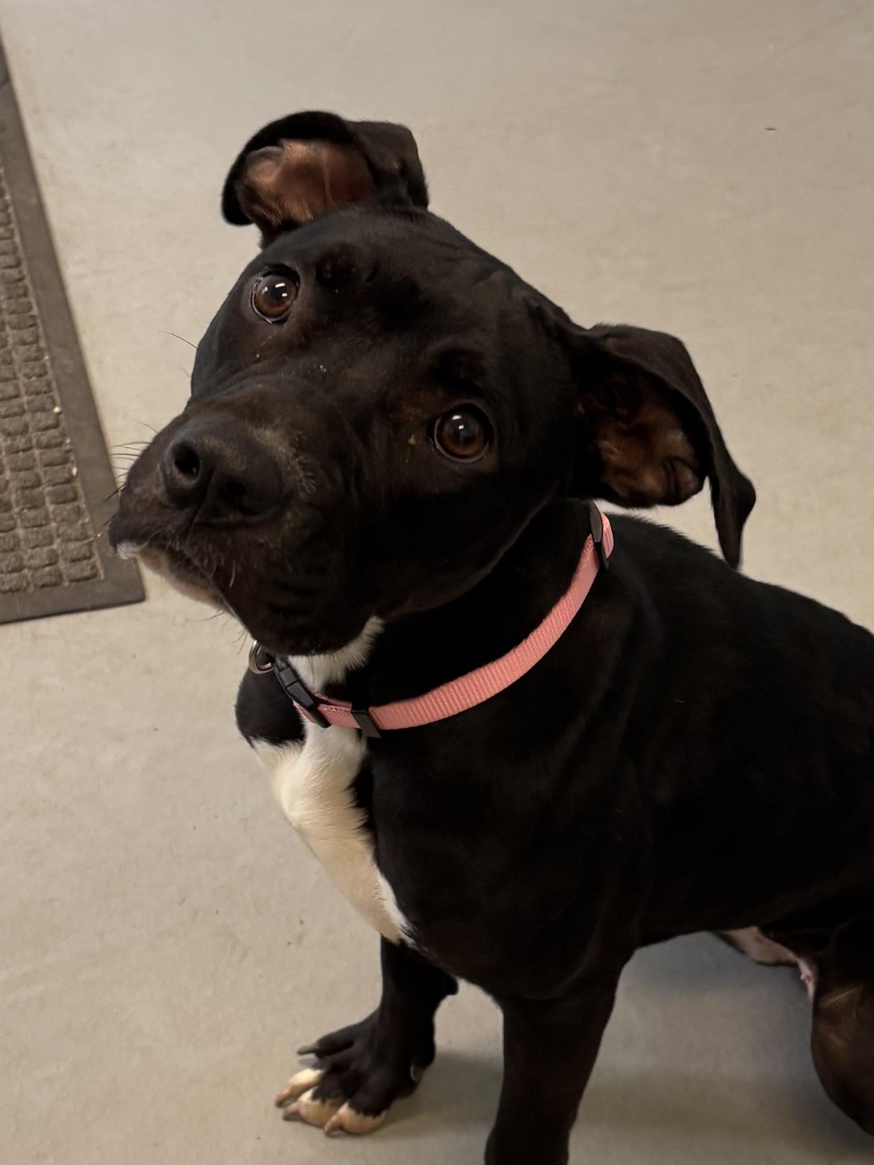 Taziney, Adoptable, Young Female Mixed Breed.
