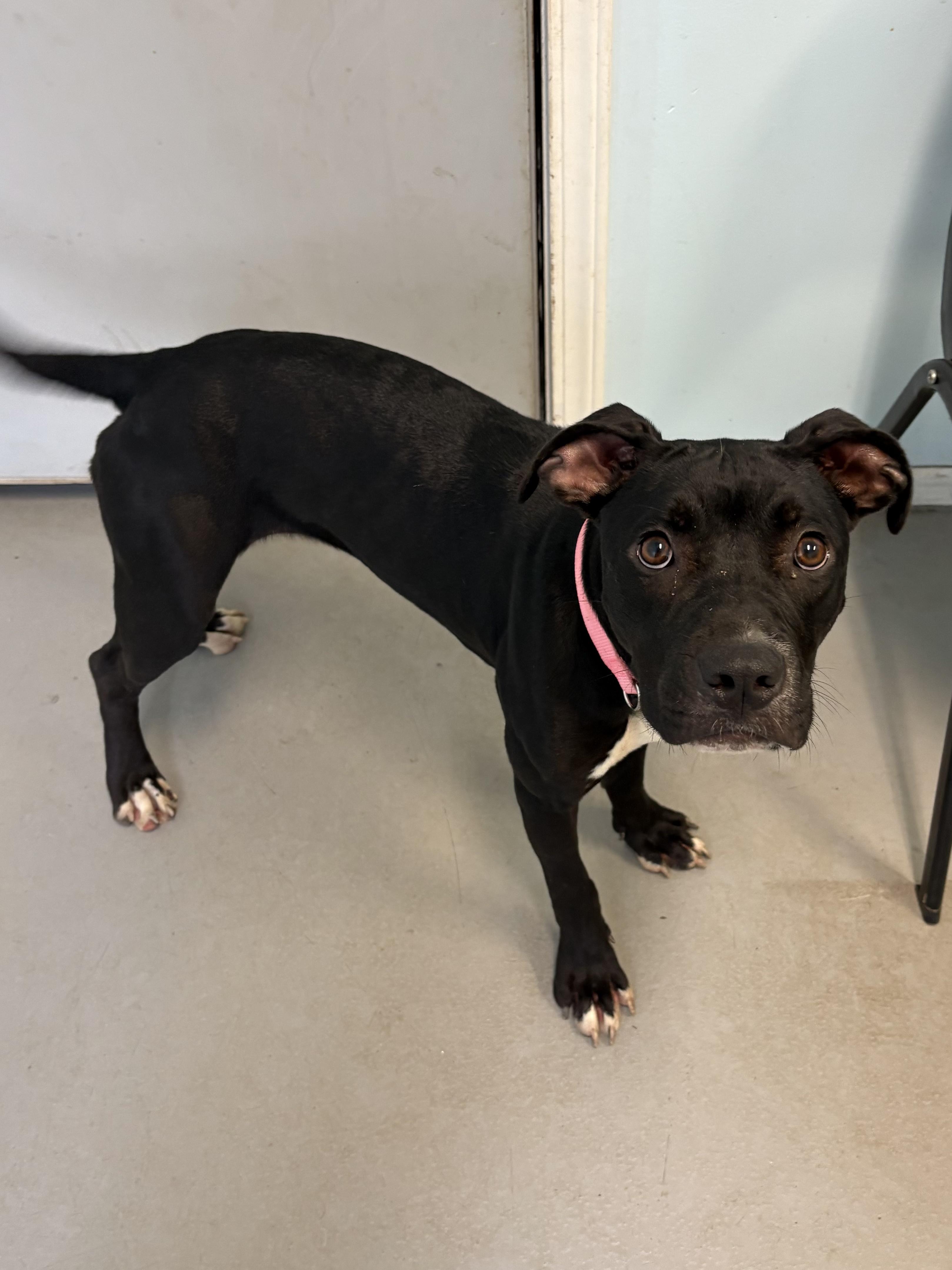 Taziney, a Adoptable Mixed Breed in Big Rapids, MI image 2/3