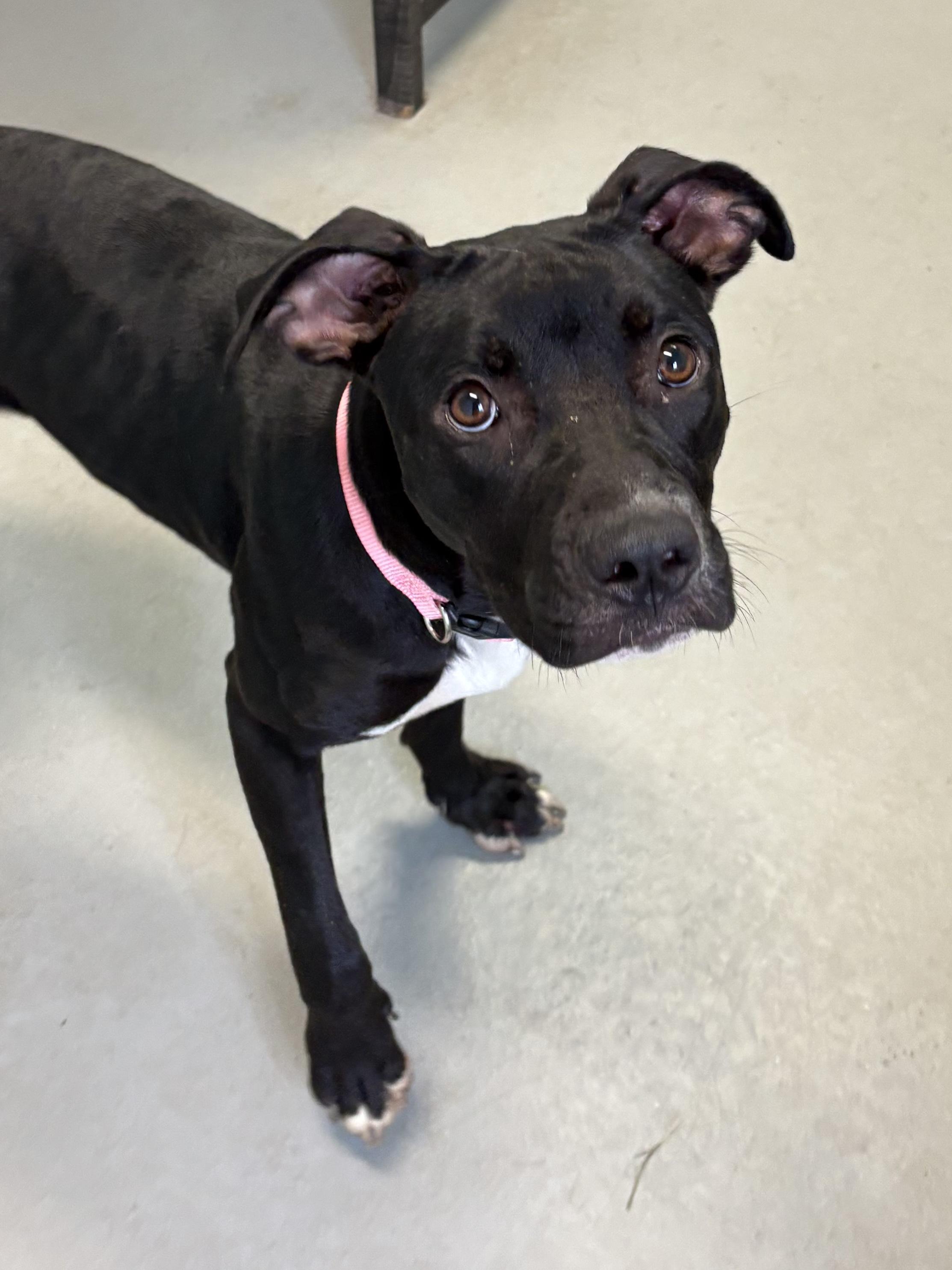 Taziney, a Adoptable Mixed Breed in Big Rapids, MI image 3/3