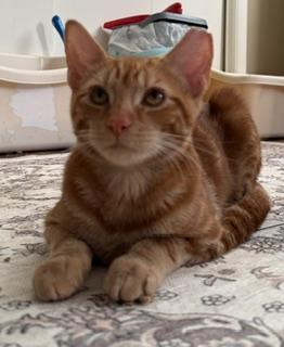 Cider, an adopted Domestic Short Hair in New Cumberland, PA image 1/4