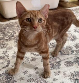 Cider, an adopted Domestic Short Hair in New Cumberland, PA image 2/4