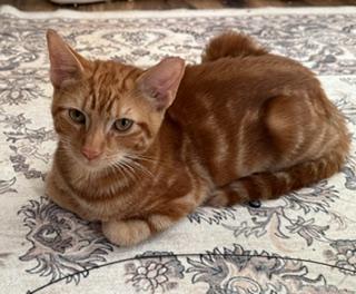Cider, an adopted Domestic Short Hair in New Cumberland, PA image 3/4