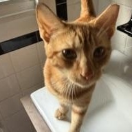 Cider, an adopted Domestic Short Hair in New Cumberland, PA image 4/4