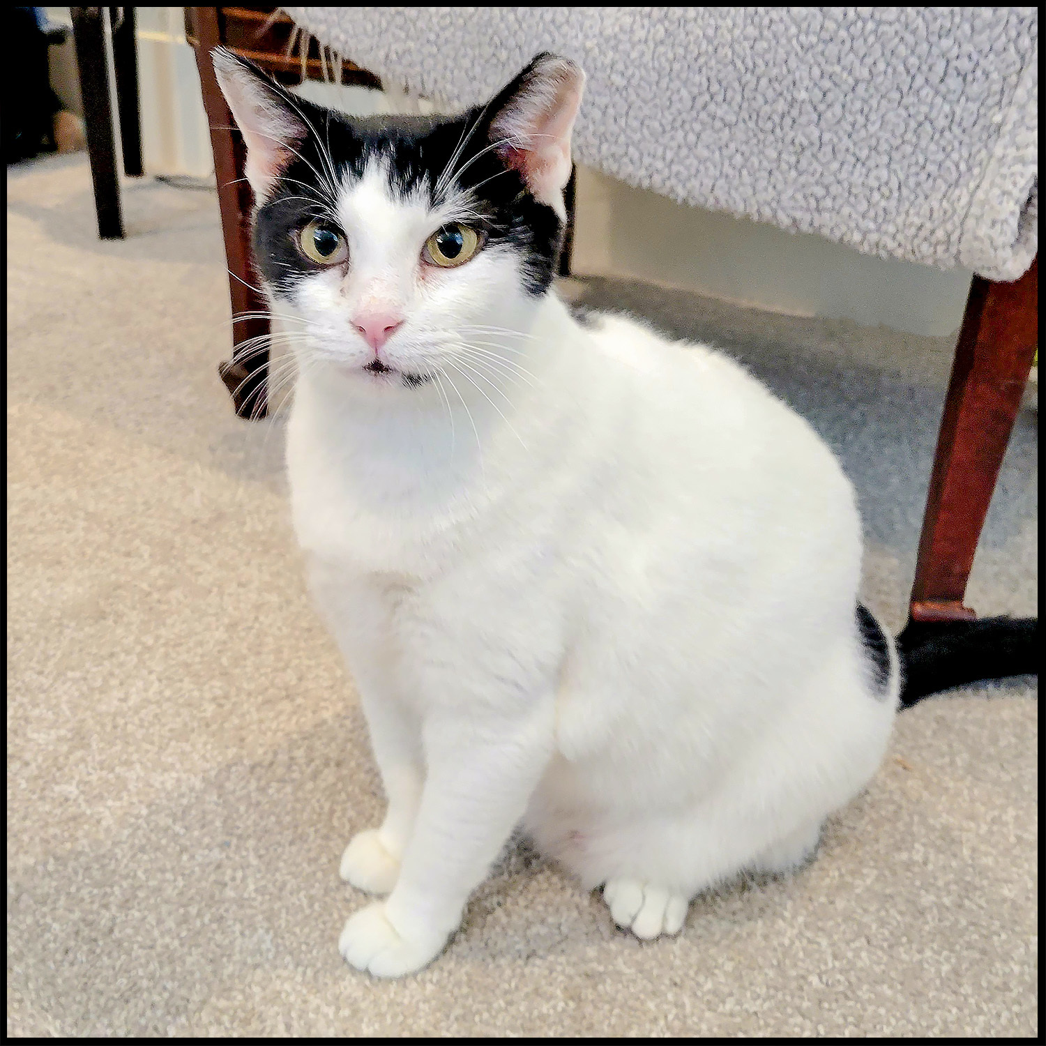 Minnie, a Adoptable Domestic Short Hair in Roswell, GA image 1/3