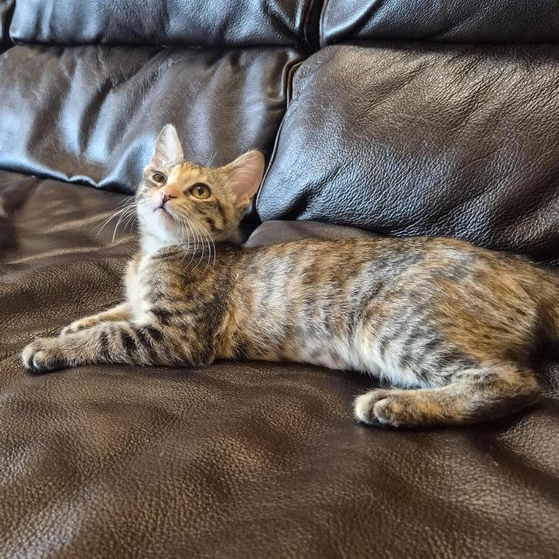 Bundle, an adopted Domestic Short Hair in Prescott, AZ image 1/3