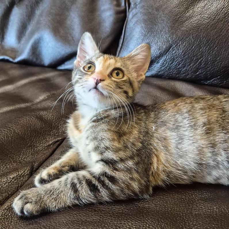 Bundle, an adopted Domestic Short Hair in Prescott, AZ image 2/3
