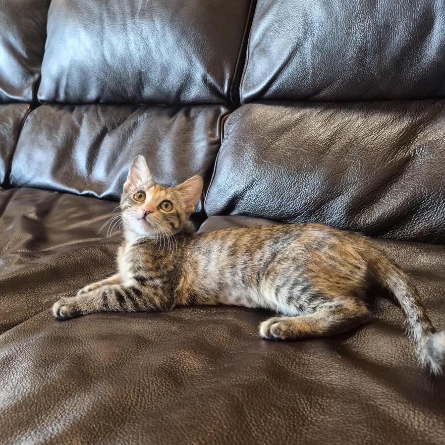 Bundle, an adopted Domestic Short Hair in Prescott, AZ image 3/3