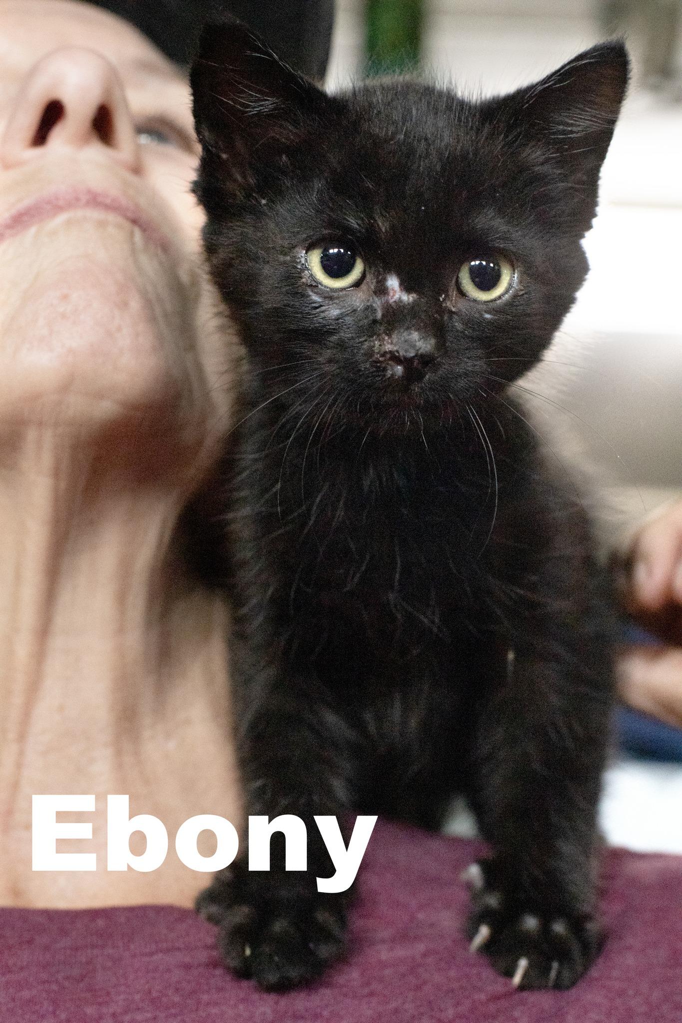 Ebony, Young Male Domestic Short Hair