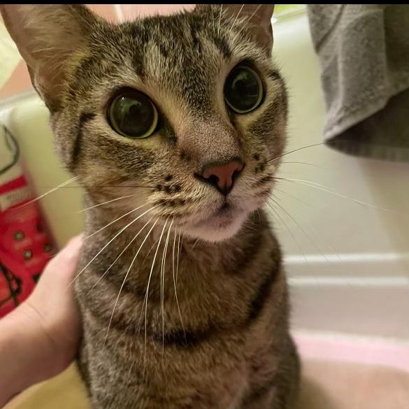 Enlarge Miss Lady, a Adoptable Domestic Short Hair in Los Angeles, CA image 2/4