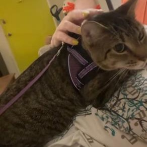 Enlarge Miss Lady, a Adoptable Domestic Short Hair in Los Angeles, CA image 3/4