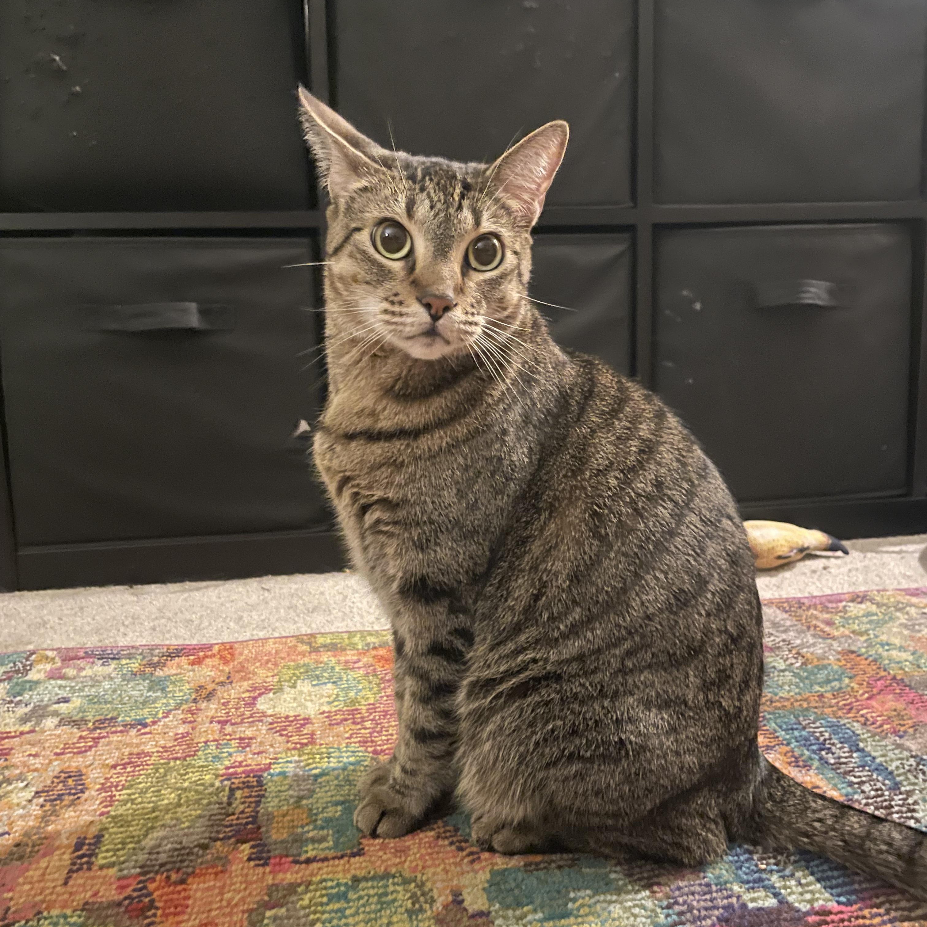 Miss Lady photo 4