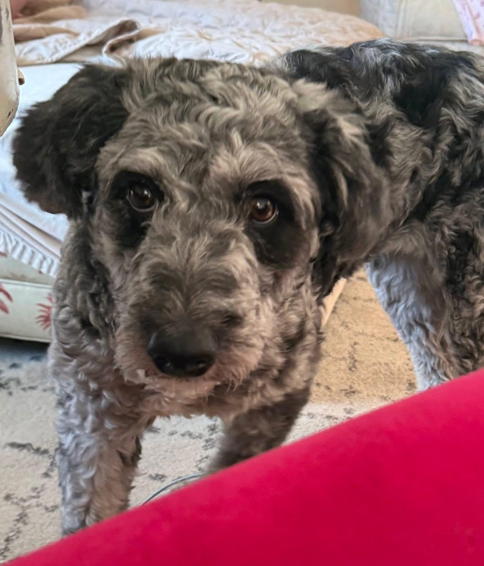 Daisy , an adopted Aussiedoodle in Bradenton, FL image 3/3