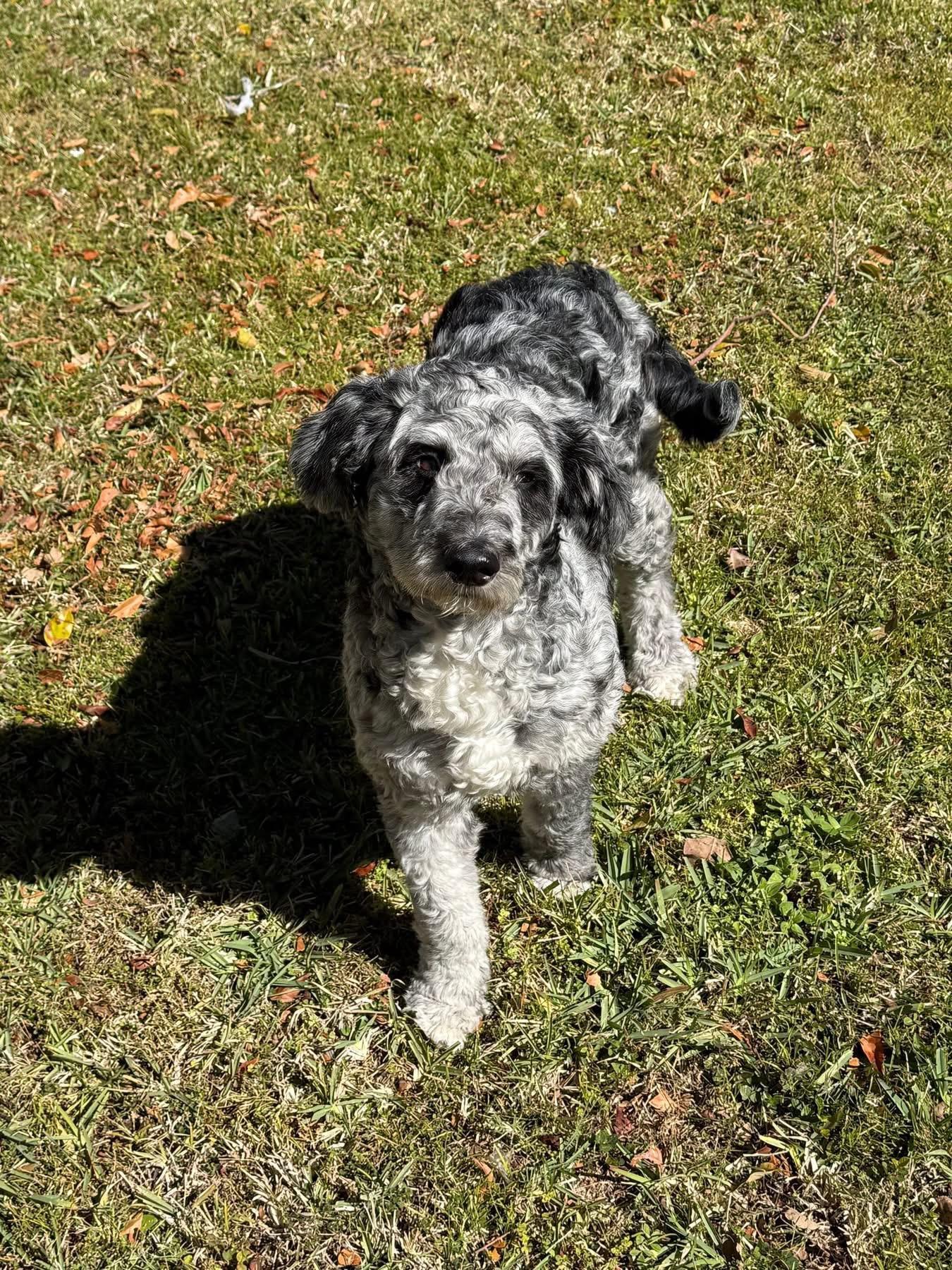 Daisy , an adopted Aussiedoodle in Bradenton, FL image 2/3