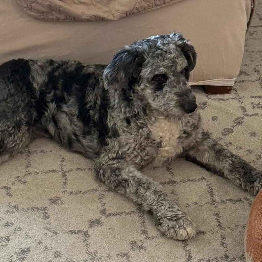 Daisy , adopted, Young Male Aussiedoodle.