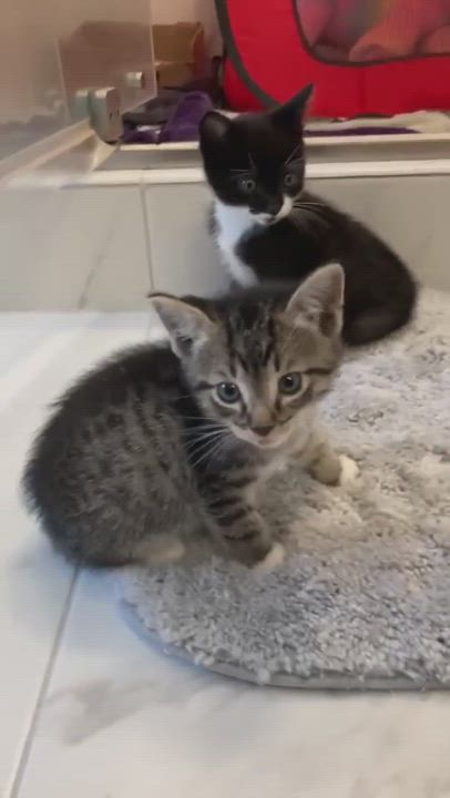 Enlarge Stevie & Schnitzel, a Adopted Domestic Short Hair in Thomaston, CT video 1/6