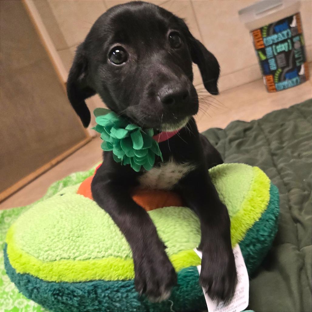 Schnitzel — thumbnail 3