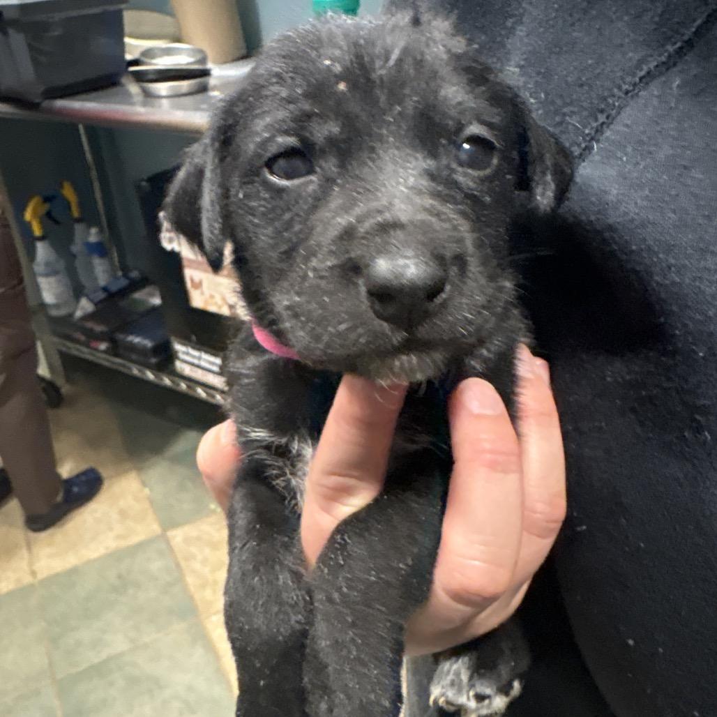 Schnitzel — thumbnail 4