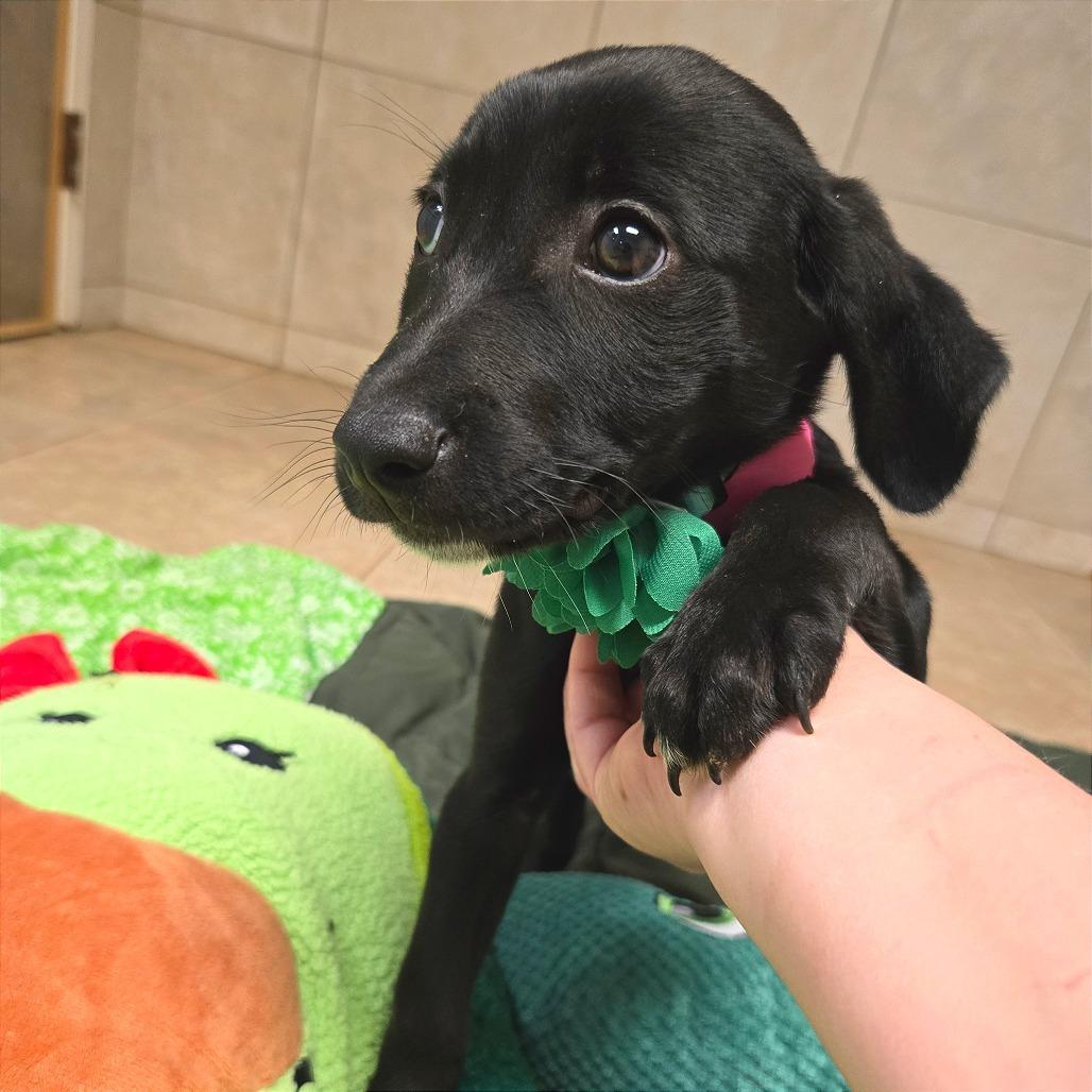 Schnitzel — thumbnail 5