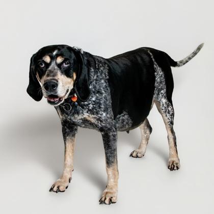 Fiona, Adoptable, Adult Female Mixed Breed & Mixed Breed.