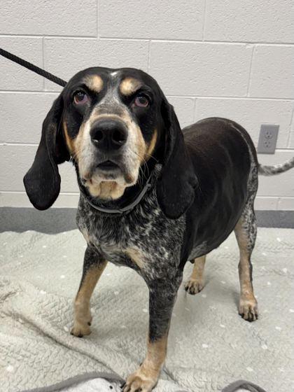 Enlarge Fiona, a Adoptable mixed breed in Sevierville, TN image 2/3