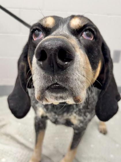 Enlarge Fiona, a Adoptable mixed breed in Sevierville, TN image 3/3