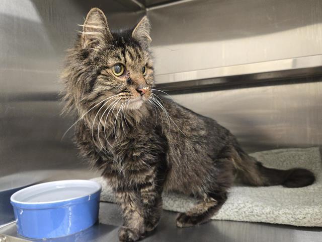 SILAS, Adoptable, Senior Male Domestic Medium Hair.