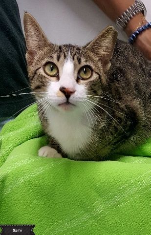 Sami, a Adoptable Domestic Short Hair in Key Largo, FL image 1/2