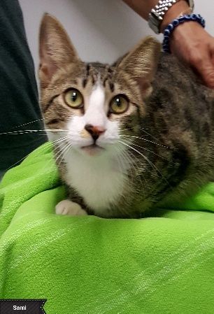 Sami, a Adoptable Domestic Short Hair in Key Largo, FL image 2/2