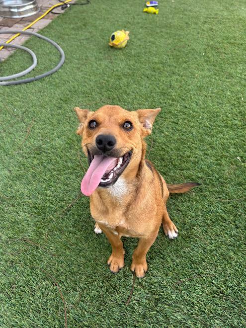 Rowan, a Adopted mixed breed in San Diego, CA image 1/3