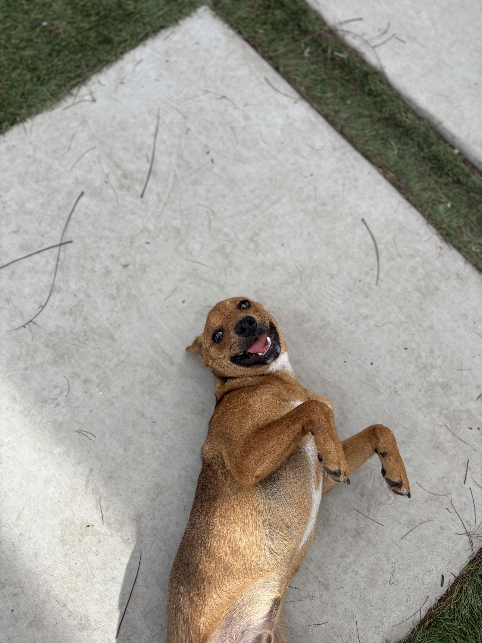 Rowan, Adopted, Young Male Dachshund & Terrier.