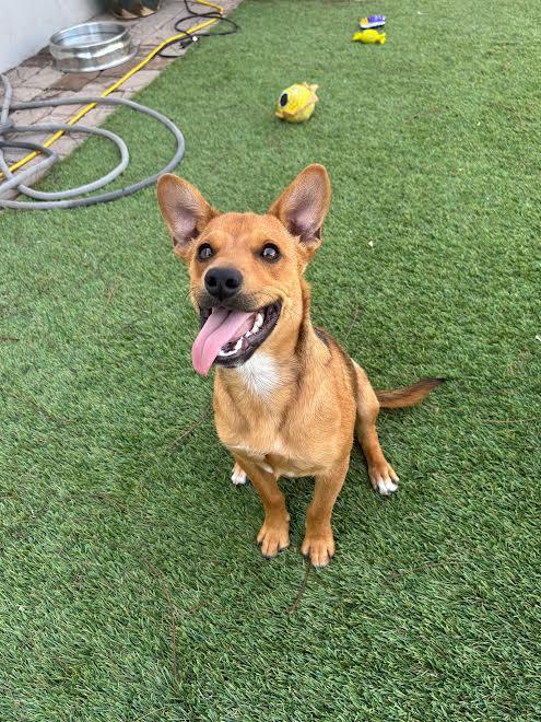 Rowan, a Adopted mixed breed in San Diego, CA image 3/3