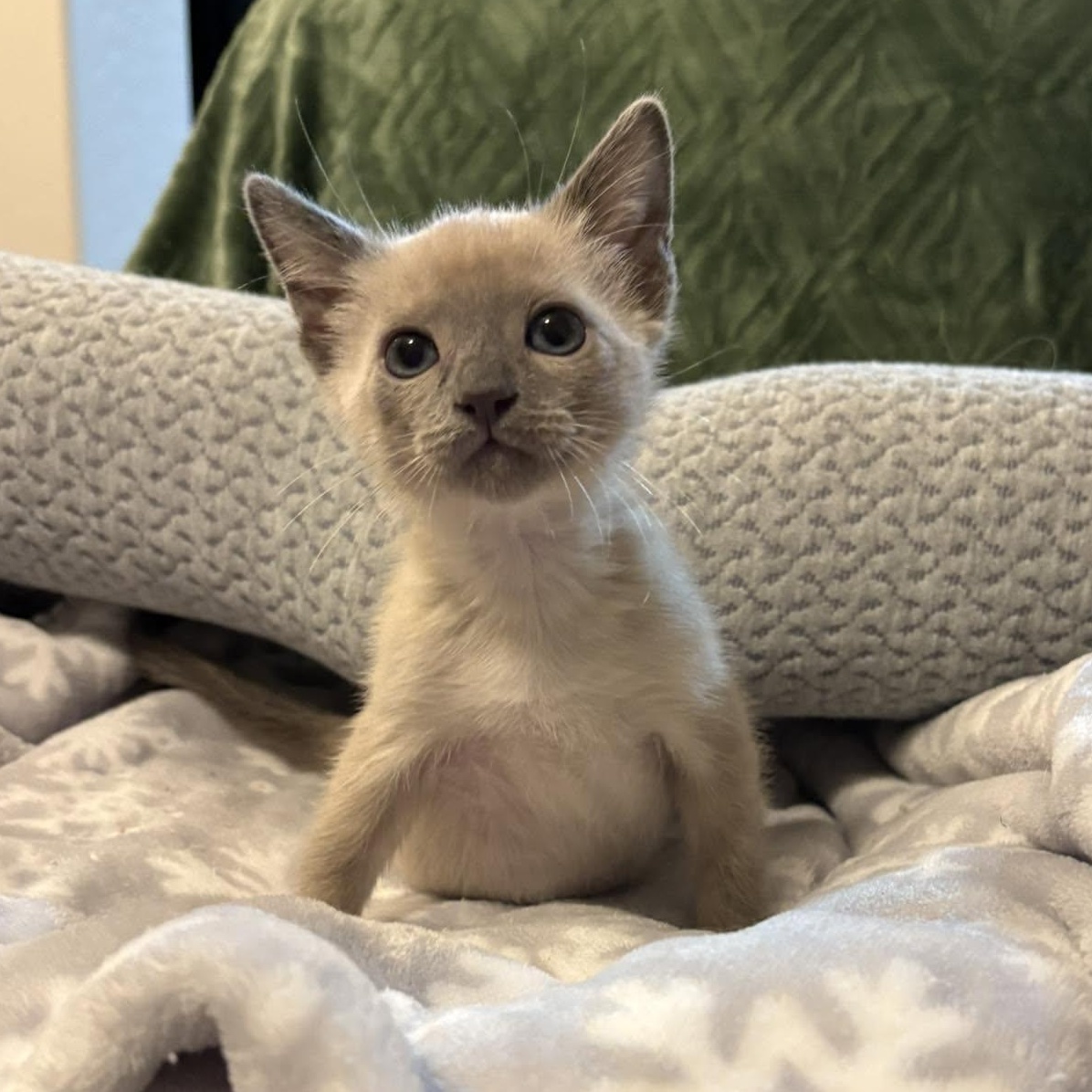 Enlarge Chisel, an adopted mixed breed in Queen Creek, AZ image 2/4