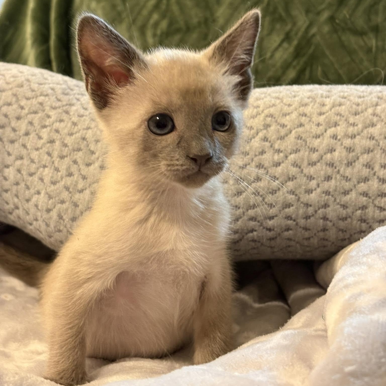 Enlarge Chisel, an adopted mixed breed in Queen Creek, AZ image 1/4