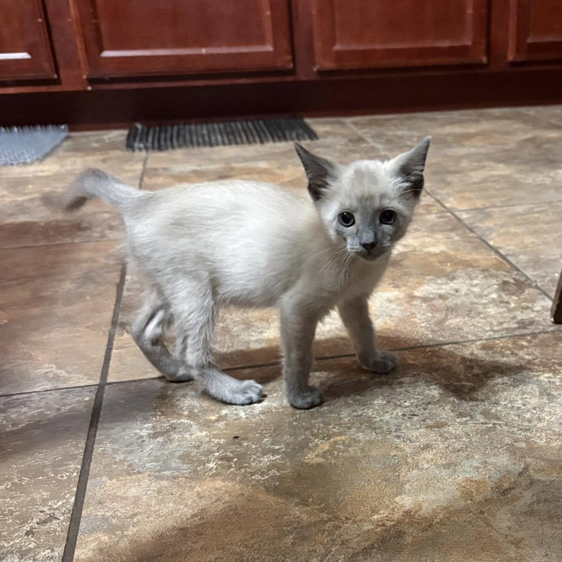 Enlarge Chisel, an adopted mixed breed in Queen Creek, AZ image 3/4