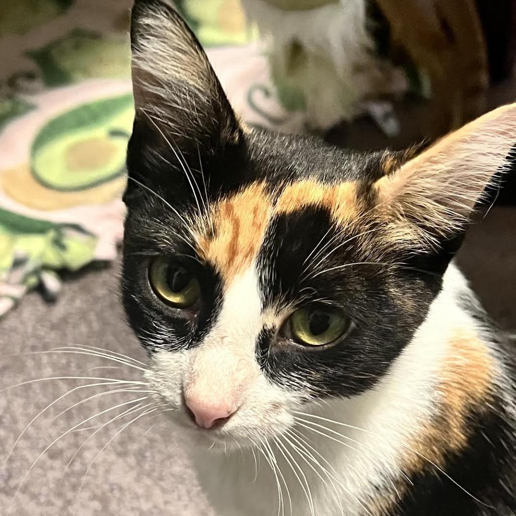 Enlarge Callie, a Adoptable Domestic Short Hair in Madison, WI image 1/3