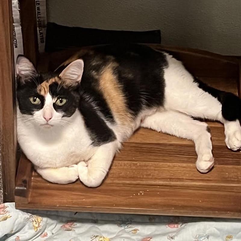 Callie, Adoptable, Young Female Domestic Short Hair.