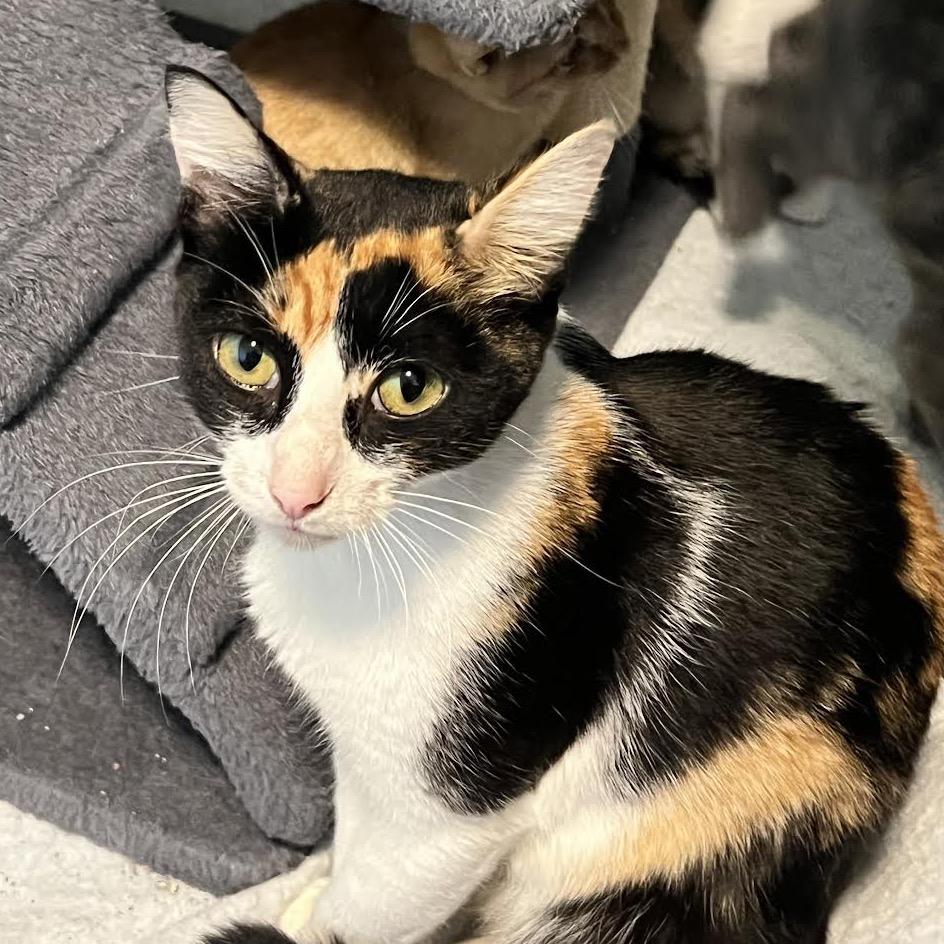 Enlarge Callie, a Adoptable Domestic Short Hair in Madison, WI image 2/3