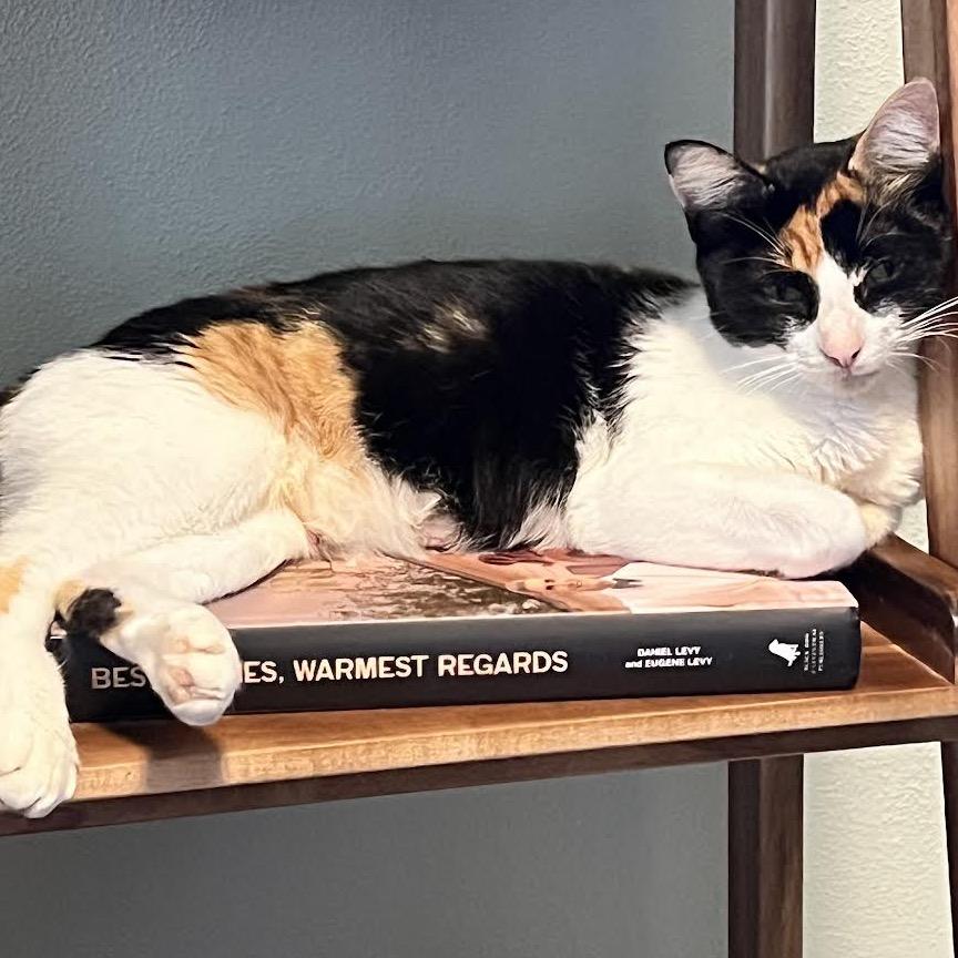 Enlarge Callie, a Adoptable Domestic Short Hair in Madison, WI image 4/6