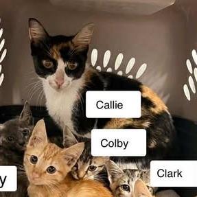 Enlarge Callie, a Adoptable Domestic Short Hair in Madison, WI image 3/3