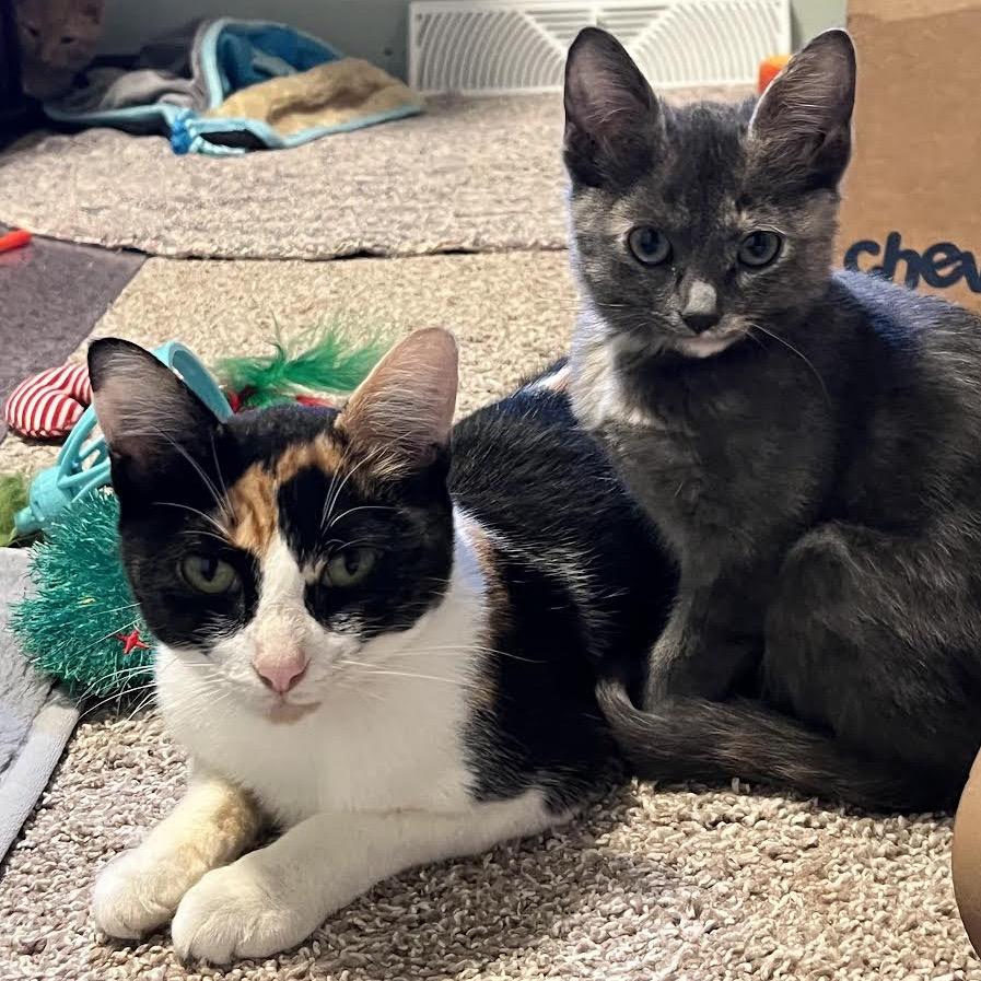 Enlarge Callie, a Adoptable Domestic Short Hair in Madison, WI image 5/6