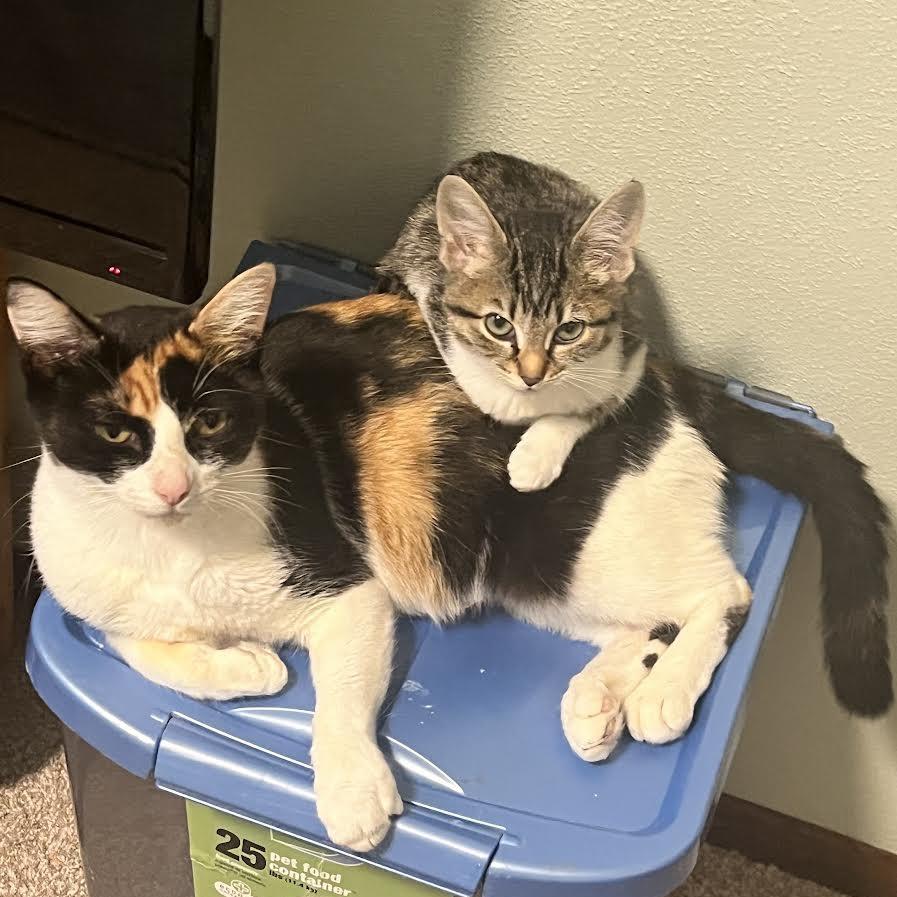 Enlarge Callie, a Adoptable Domestic Short Hair in Madison, WI image 6/6