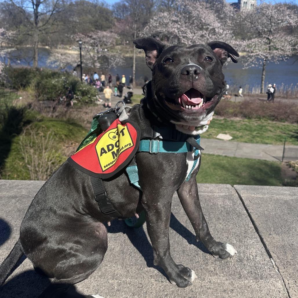 Sage, Adoptable, Adult Female Mixed Breed.
