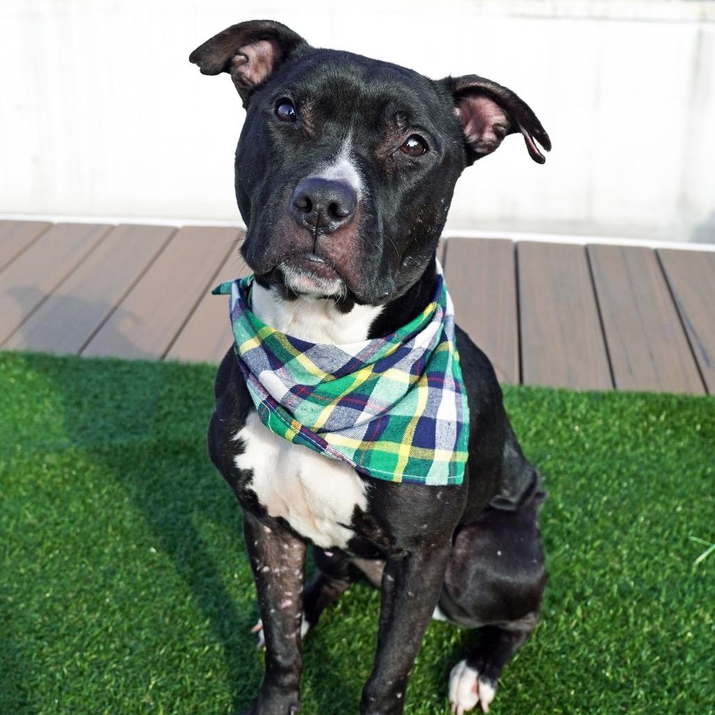 Enlarge Sage, a Adoptable Mixed Breed in Jersey City, NJ image 1/6