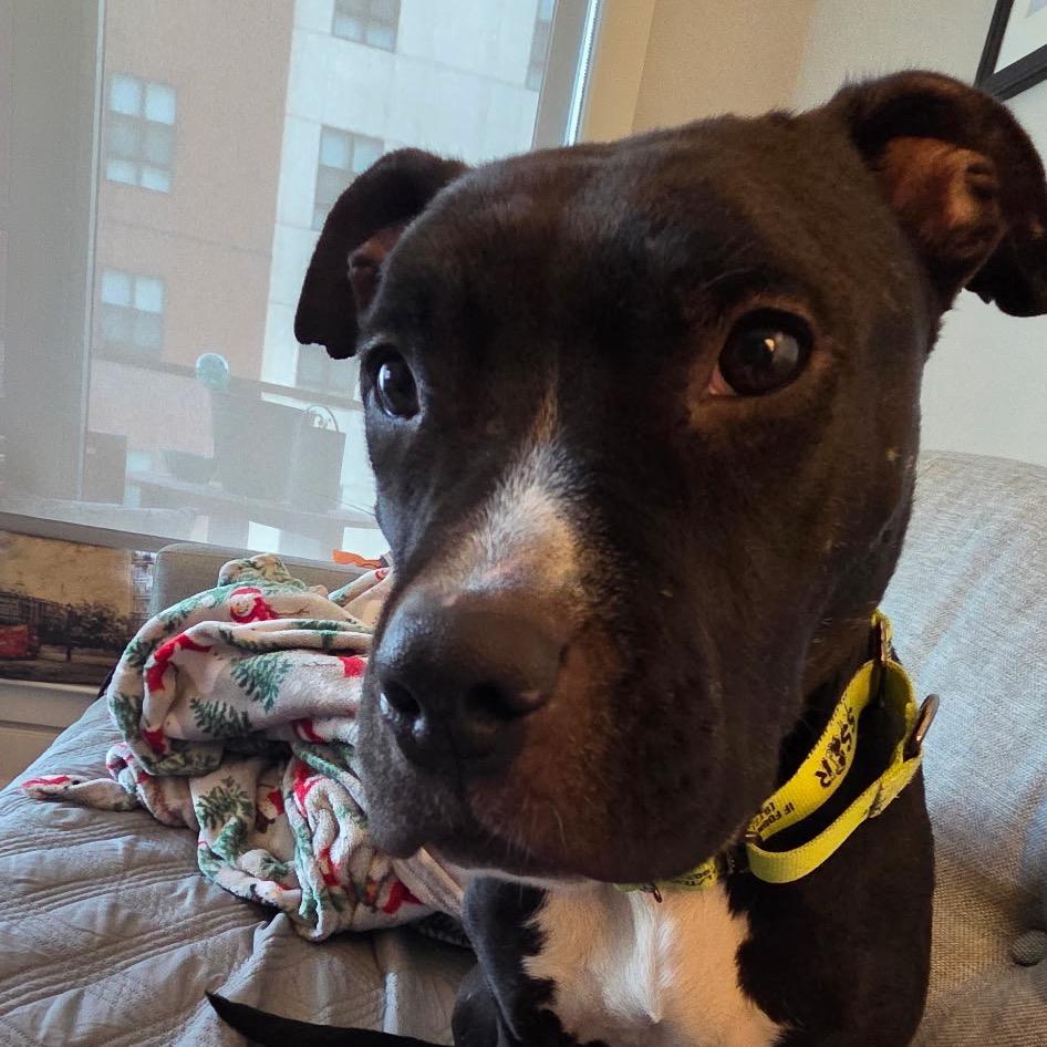 Enlarge Sage, a Adoptable Mixed Breed in Jersey City, NJ image 2/6