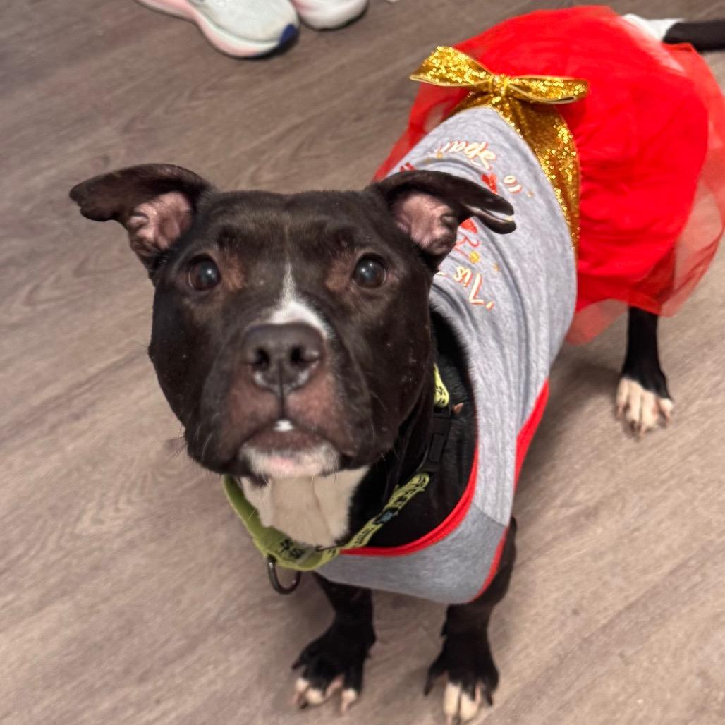 Enlarge Sage, a Adoptable Mixed Breed in Jersey City, NJ image 3/6